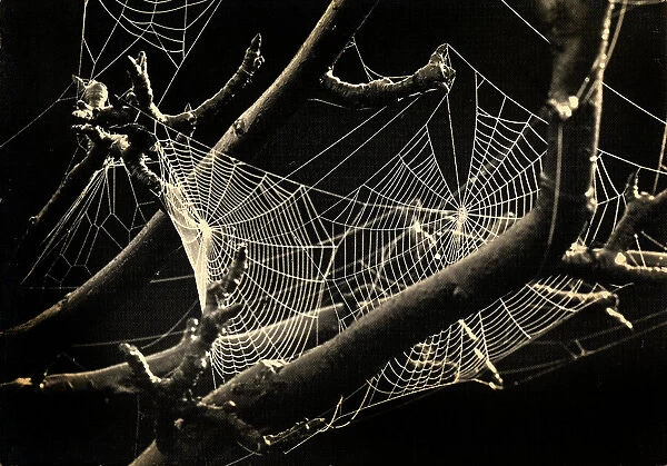 Spider's web amongst the branches of a tree. Postcard sent by the author to Vincenzo Balocchi