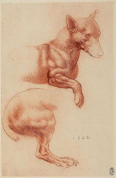 Study of a Pomeranian dog, sanguine drawing on white paper lightly pink by Leonardo da Vinci and preserved at the Royal Library of Windsor