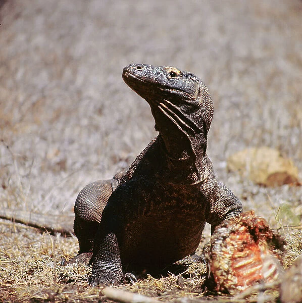 Sunda Islands, Komodo Island, the giant Monitor lizards