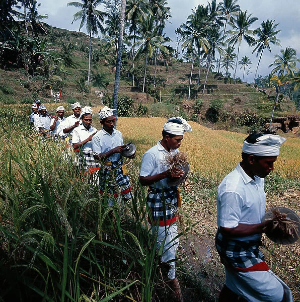 Sunda Islands, the rice: crop propitiatory procession in Bali