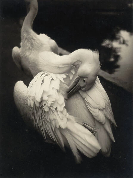 A swan cleaning its feathers. Postcard sent by the author to Vincenzo Balocchi