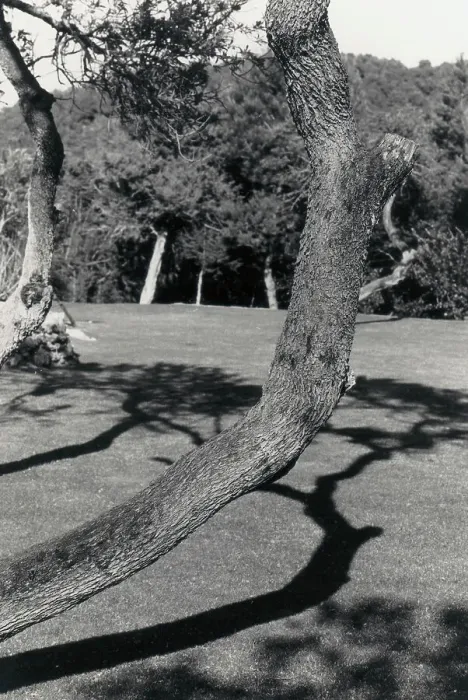 Framed Print : Trunk bent