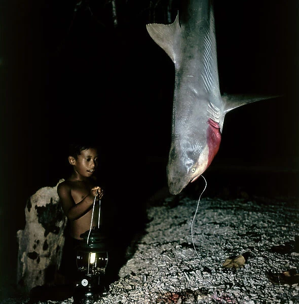 Tuamotu Islands. Rangiroa. Children and small sharks caught