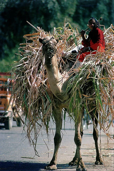 Upper Egypt, Luxor, transportation of sugar cane cut on the backs of donkeys in the village of Gurna