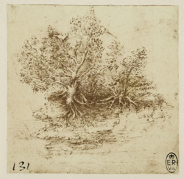 Uprooted trees, drawing by Leonardo da Vinci, pen drawing on paper turned yellow preserved at the Royal Library of Windsor