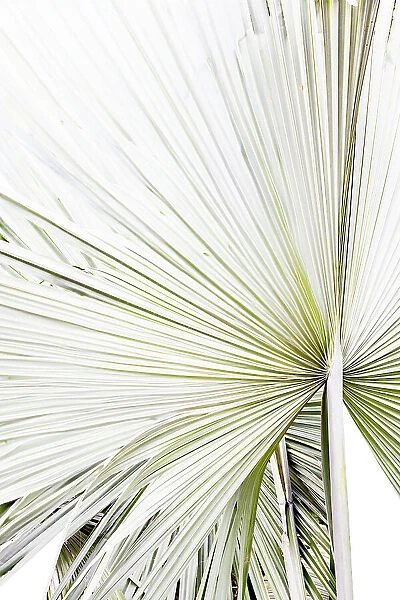 Abstract of palm frond