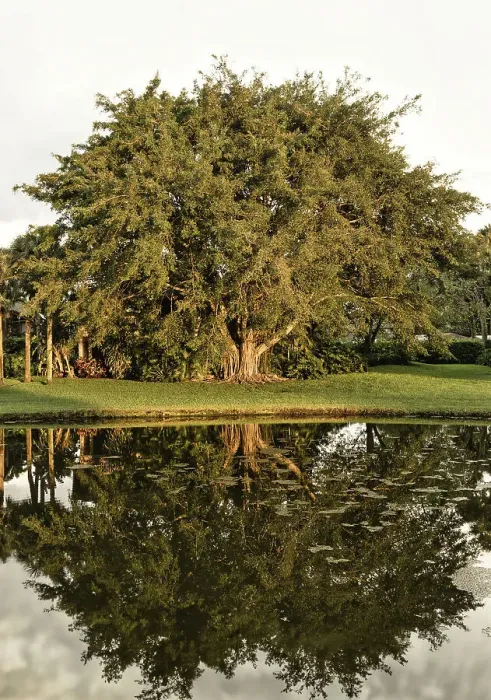 Framed Print : Banyan Tree Print with Reflection Framed Print : Banyan Tree Print with Reflection