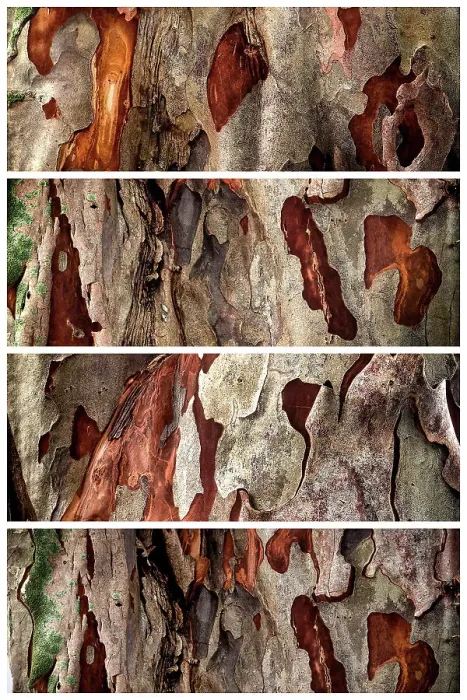 Framed Print : Tree Texture Print