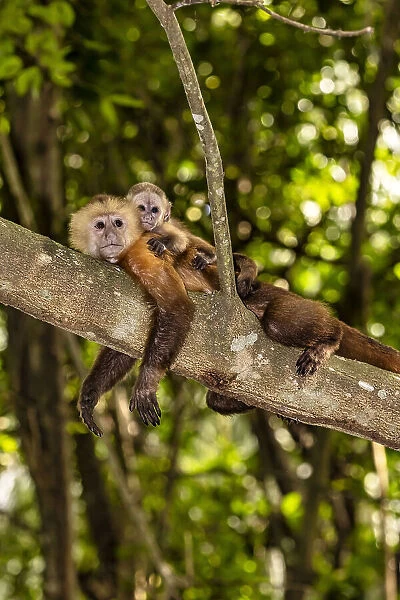 Colombia, Magdalena, Fauna in Tayrona National Park