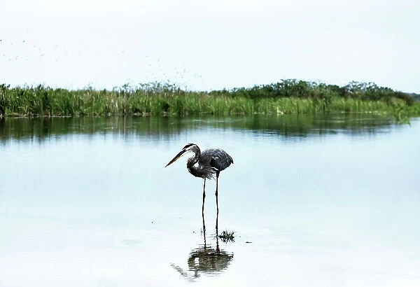 Florida, Everglades, Boynton Beach, Arthur R. Marshall Loxahatchee Wildlife Refuge, Great Blue Heron