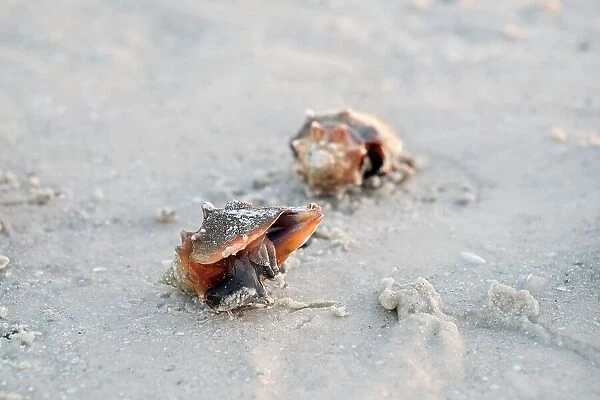 Florida, Saint Petersburg Beach, shell animal at beach