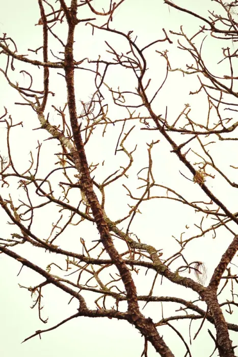 Framed Print : Intricate Tree Branches Print