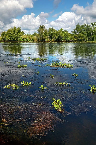 Louisiana, Louisiana's Swamp, wetland fields
