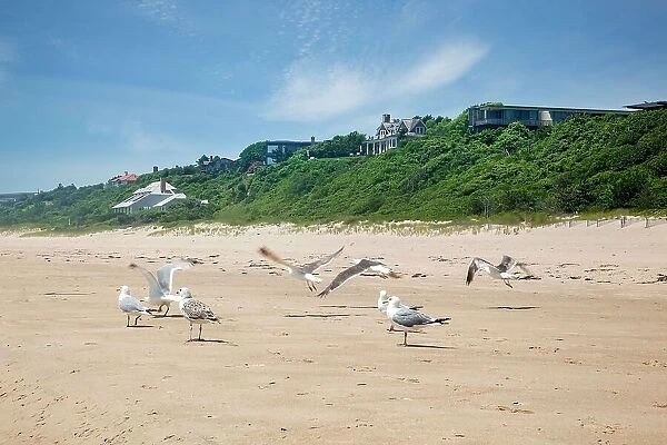 New York, Long Island, Montauk, beach, seagulls