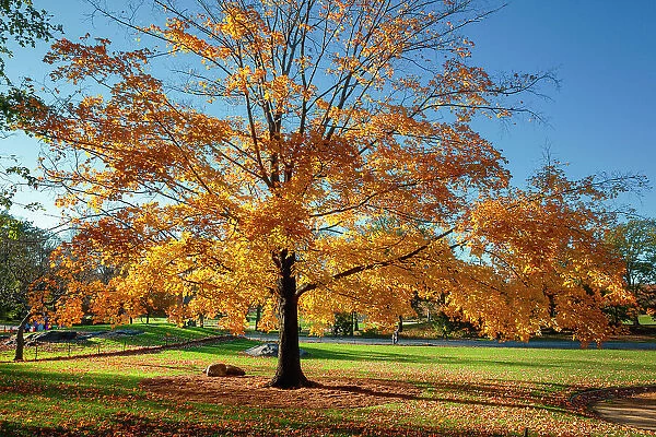 NYC, Central Park, autumn