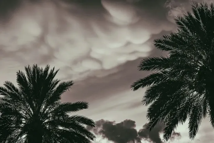 Framed Print : Palm Tree Print with Dramatic Sky Framed Print : Palm Tree Print with Dramatic Sky