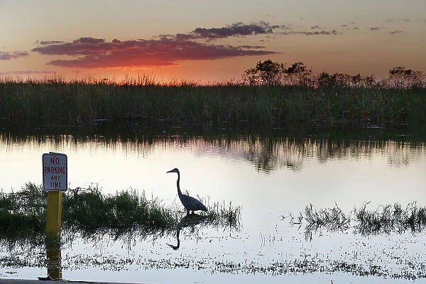 Silhouette of Great Blue Heron at the Everglades