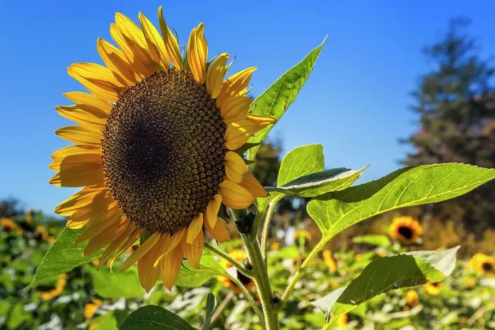 Framed Print : Sunflower Print on Canvas Framed Print : Sunflower Print on Canvas