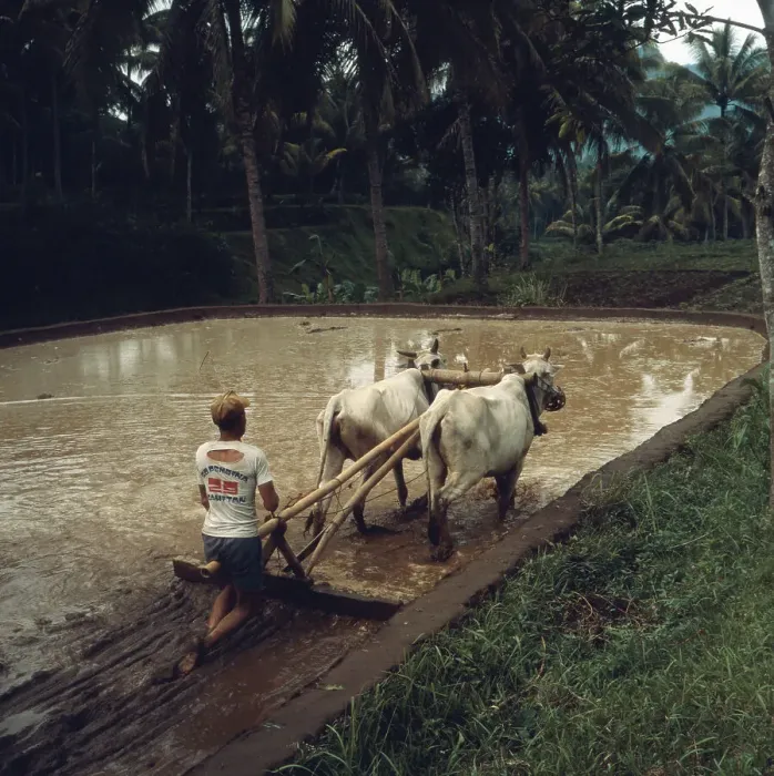 Framed Print : Java Print: Indonesian Rice Grower, 1980s Framed Print : Java Print: Indonesian Rice Grower, 1980s