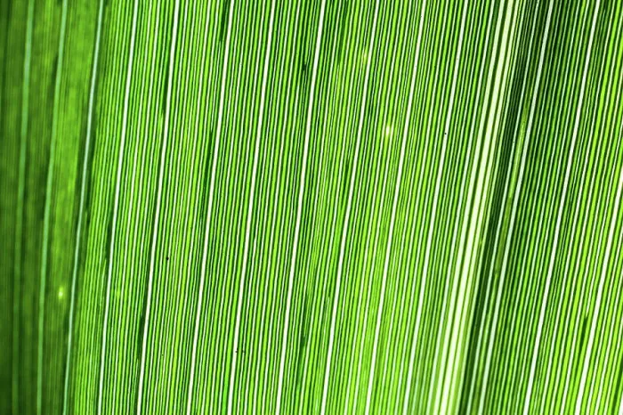 Framed Print : Macro Detail of a Leaf Print Framed Print : Macro Detail of a Leaf Print