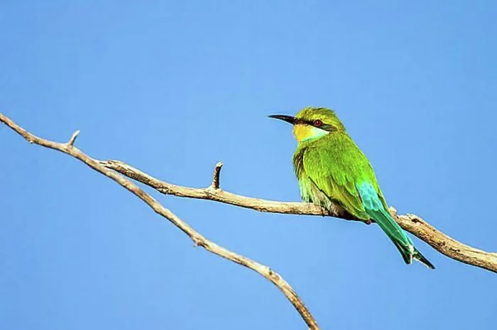 Framed Print : African Bee-Eater Print