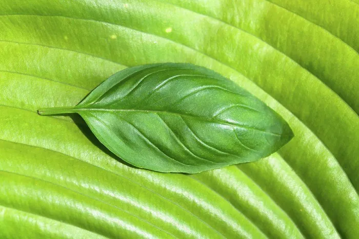 Framed Print : Basil Leaf Print on Large Green Leaf Framed Print : Basil Leaf Print on Large Green Leaf