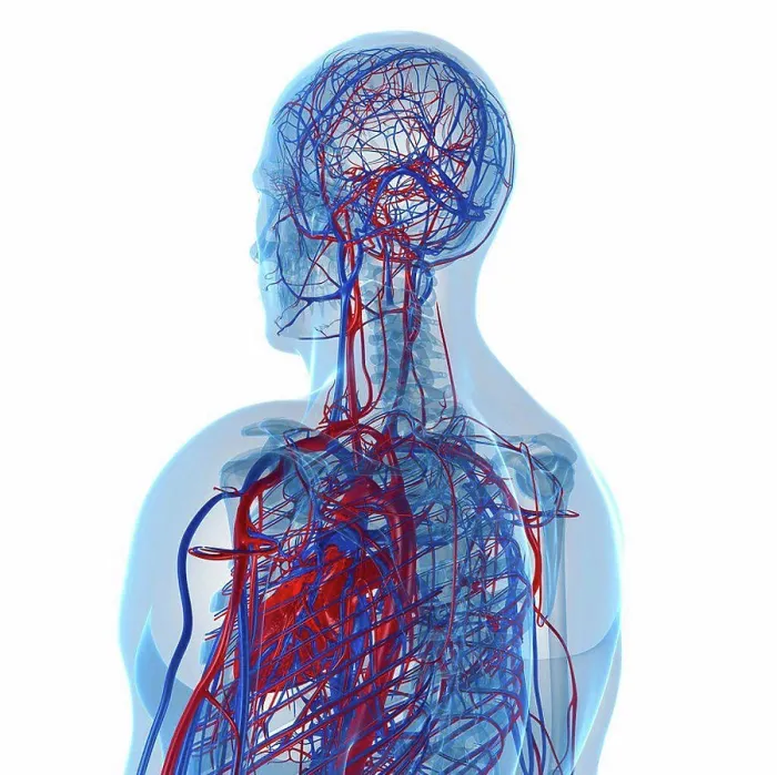 Framed Print : Cardiovascular System Print Framed Print : Cardiovascular System Print