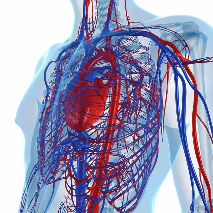 Framed Print : Cardiovascular System Print Framed Print : Cardiovascular System Print