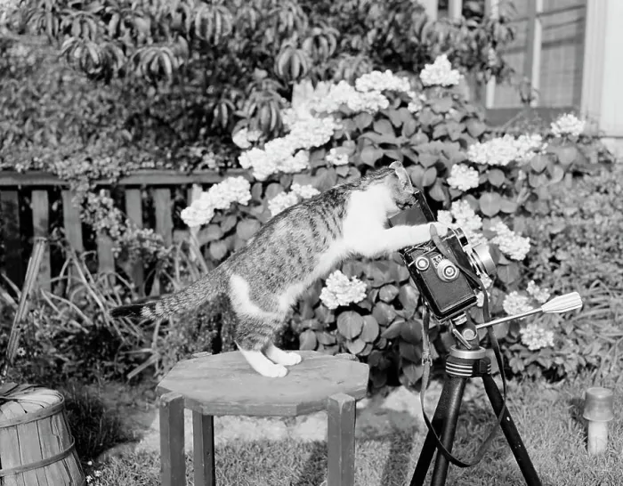 Framed Print : Cat playing with camera in garden Print Framed Print : Cat playing with camera in garden Print