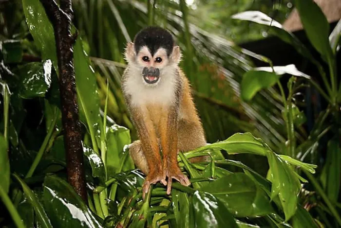 Framed Print : Central American Squirrel Monkey Print Framed Print : Central American Squirrel Monkey Print