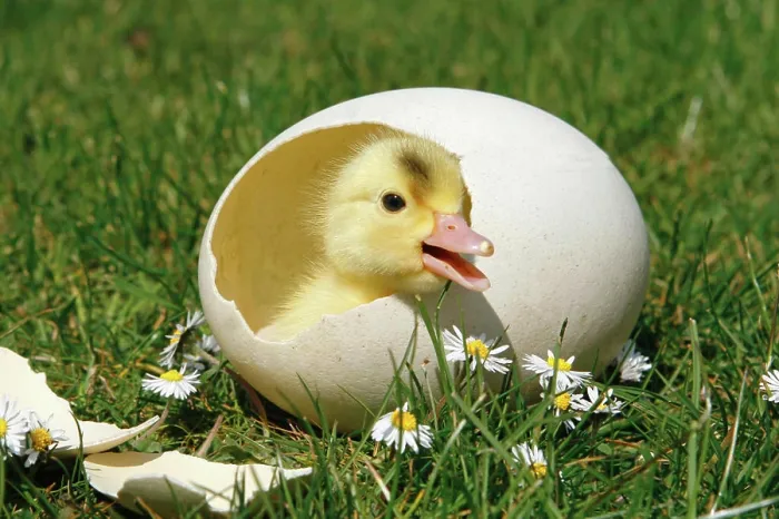 Framed Print : Chick in Eggshell Print Framed Print : Chick in Eggshell Print