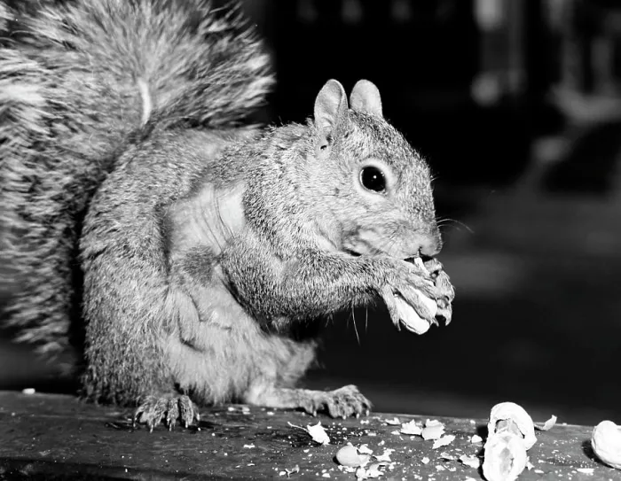 Framed Print : Close-up Squirrel Print Framed Print : Close-up Squirrel Print
