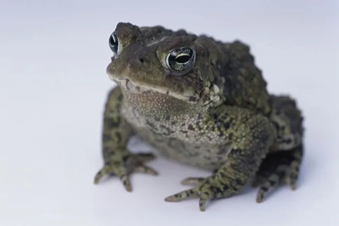Framed Print : American Toad Print Framed Print : American Toad Print