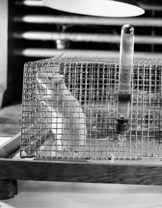 Framed Print : Close-up Print of a Mouse in a Cage Framed Print : Close-up Print of a Mouse in a Cage