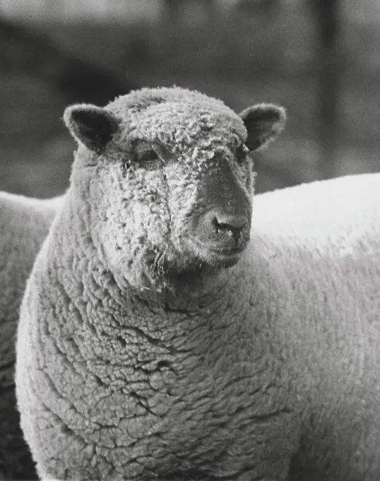 Framed Print : Close-up Print of a Ram