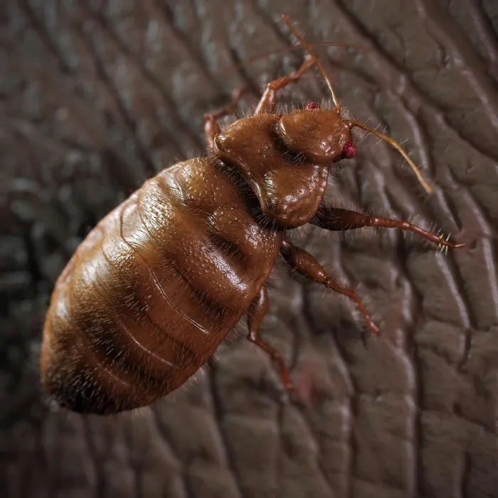 Framed Print : Bedbug Print Framed Print : Bedbug Print