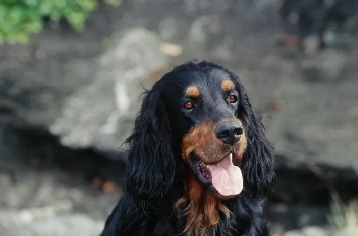 Framed Print : Closeup Gordon Setter Print Framed Print : Closeup Gordon Setter Print