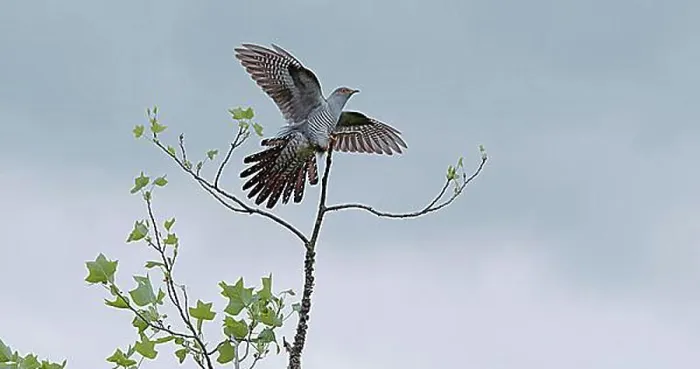 Framed Print : Common Cuckoo Print - Adult in Flight Landing on Branch Framed Print : Common Cuckoo Print - Adult in Flight Landing on Branch