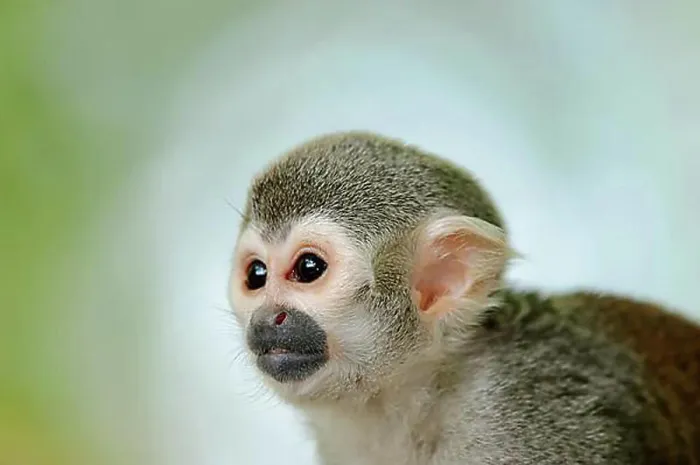Framed Print : Common Squirrel Monkey Print, Captive Portrait Framed Print : Common Squirrel Monkey Print, Captive Portrait