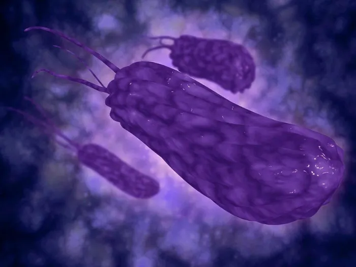 Framed Print : Helicobacter Bacteria Print Framed Print : Helicobacter Bacteria Print