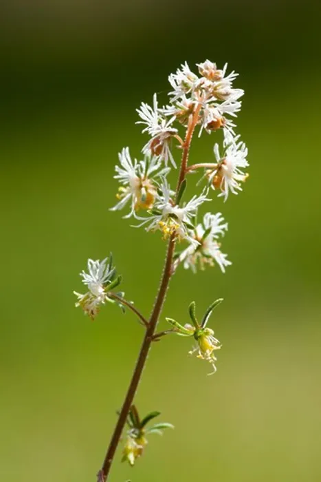 Framed Print : Reseda Phyteuma Print: Small Mignonette with Tiny Pinnate Flowers