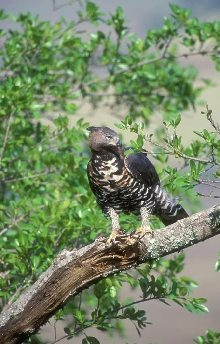 Framed Print : Crowned Eagle Print - Tree Perch in Natal, South Africa Framed Print : Crowned Eagle Print - Tree Perch in Natal, South Africa
