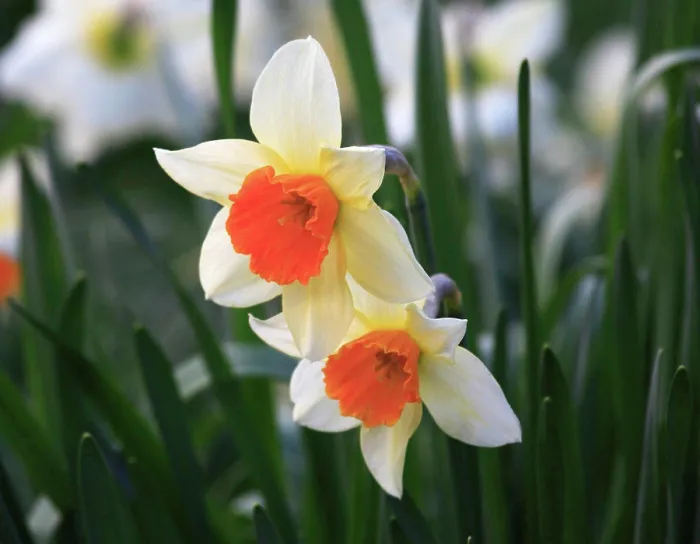 Framed Print : Daffodil Print with Shallow Depth of Field Framed Print : Daffodil Print with Shallow Depth of Field