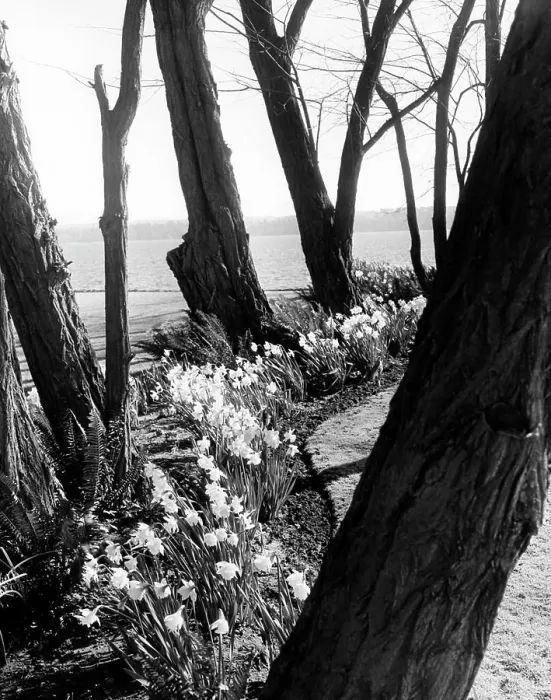 Framed Print : Daffodils and Locust Trees Print Framed Print : Daffodils and Locust Trees Print