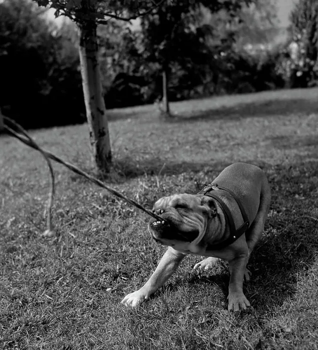 Framed Print : Dog pulling leash print Framed Print : Dog pulling leash print