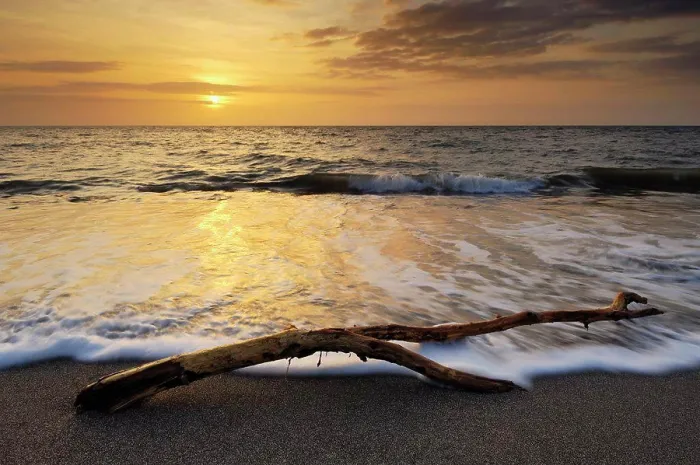 Framed Print : Westward Ho! Beach Driftwood Print Framed Print : Westward Ho! Beach Driftwood Print