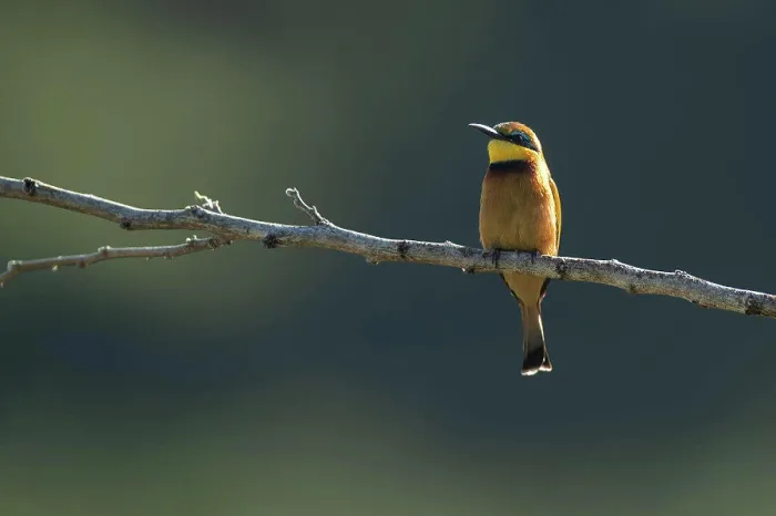 Framed Print : European Bee-Eater Print Framed Print : European Bee-Eater Print