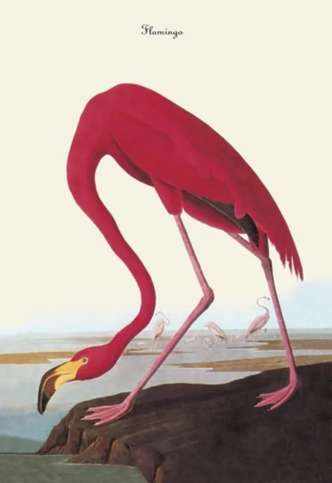 Framed Print : Audubon Flamingo Print Framed Print : Audubon Flamingo Print