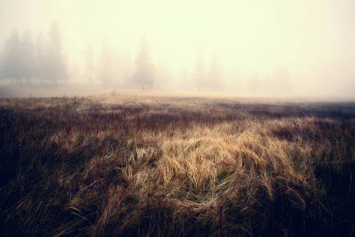 Framed Print : Foggy Pine Trees Print Framed Print : Foggy Pine Trees Print