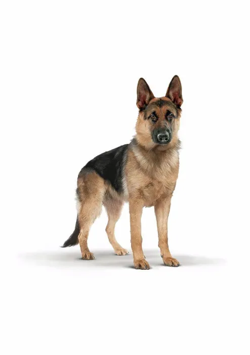 Framed Print : German Shepherd Print on White Background Framed Print : German Shepherd Print on White Background